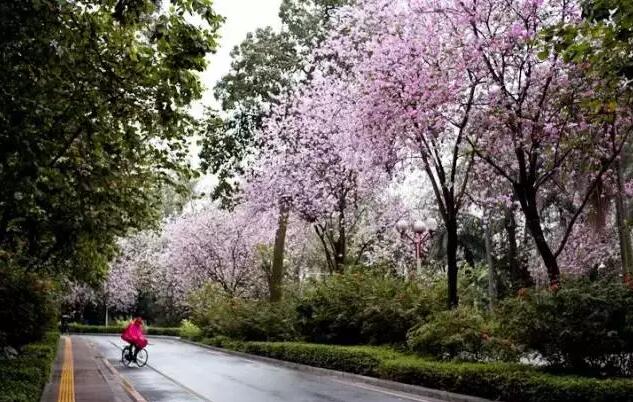 深圳街头